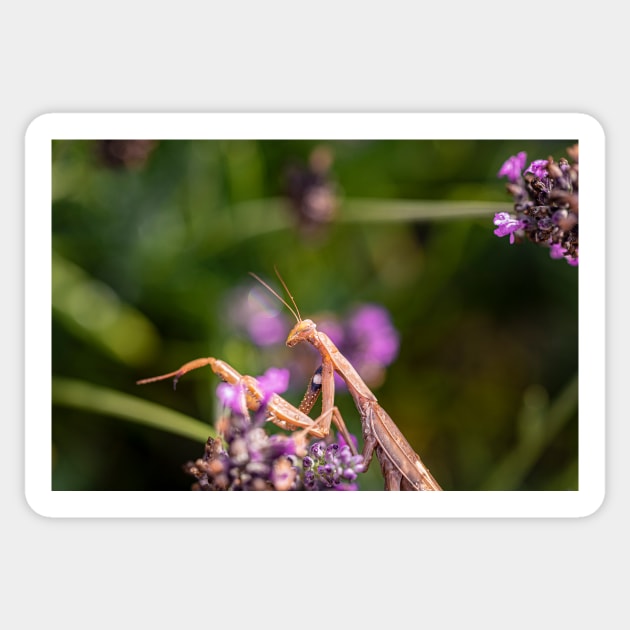 Praying Mantis on Lavender Sticker by blossomcophoto